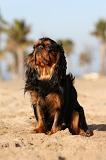 KING CHARLES SPANIEL 024